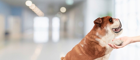 Glysantin mascot dog shaking hand